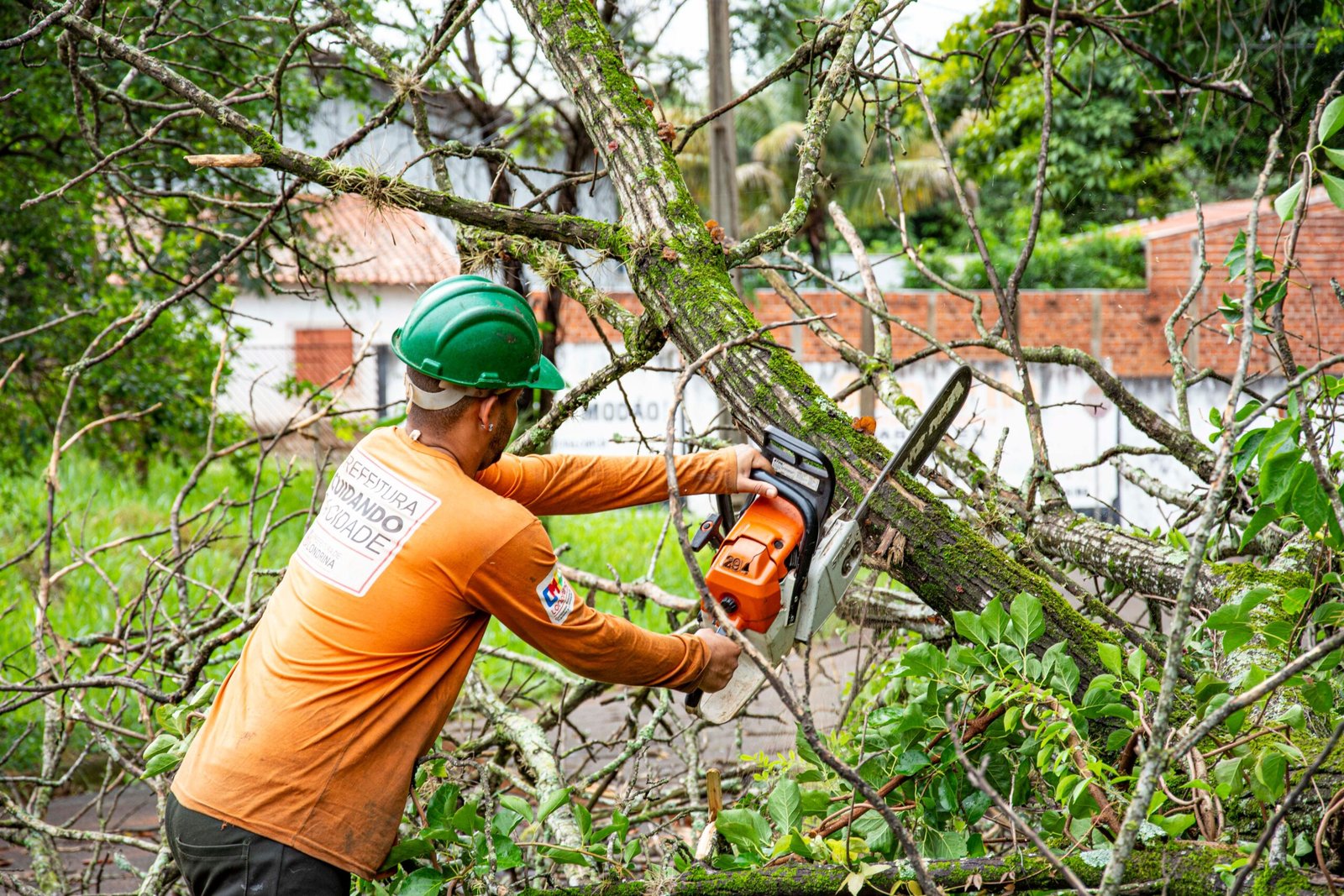 Tree Removal Cost: What Arborists Charge in 2026